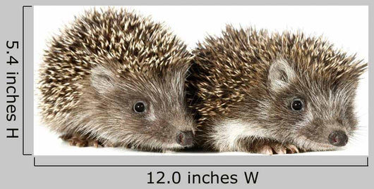 Two Baby Hedgehogs