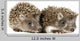 Two Baby Hedgehogs