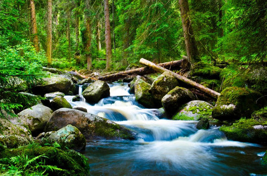 Deep Wood