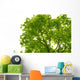 Tree Canopy Wall Mural