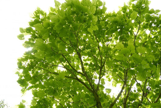 Tree Canopy Wall Mural