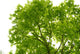 Tree Canopy Wall Mural