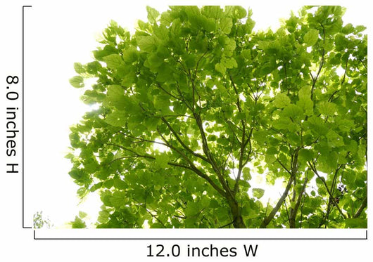 Tree Canopy Wall Mural