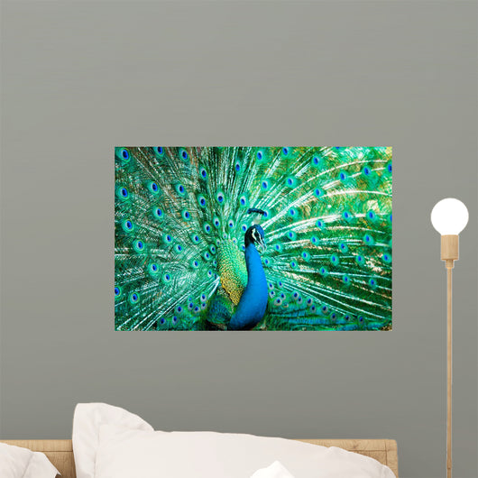 Portrait Peacock with Feathers