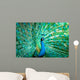 Portrait Peacock with Feathers