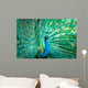 Portrait Peacock with Feathers