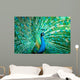 Portrait Peacock with Feathers