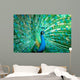 Portrait Peacock with Feathers