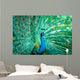 Portrait Peacock with Feathers