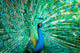 Portrait Peacock with Feathers