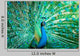 Portrait Peacock with Feathers