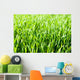 Grass Wall Mural