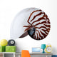 Complete Nautilus Shell Wall Decal