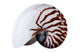 Complete Nautilus Shell Wall Decal