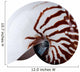 Complete Nautilus Shell Wall Decal