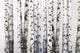 Natural Birch Wallpaper