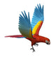 Scarlet Macaw Flying Wall Decal