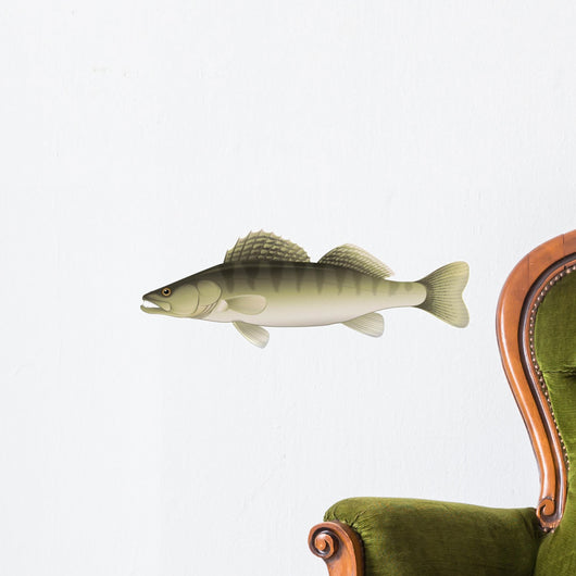 Zander (Sander lucioperca) Freshwater Fish Wall Decal