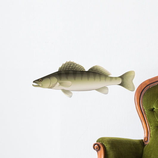 Zander (Sander lucioperca) Freshwater Fish Wall Decal