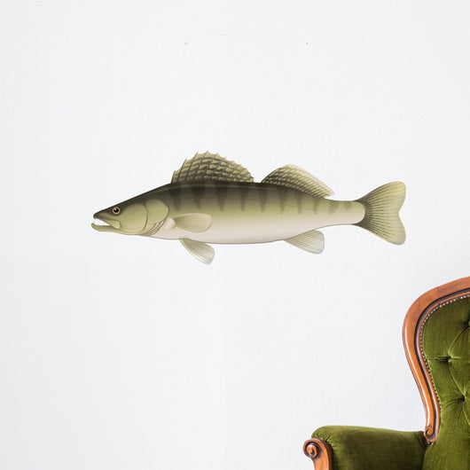Zander (Sander lucioperca) Freshwater Fish Wall Decal
