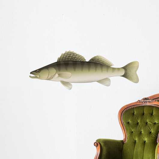 Zander (Sander lucioperca) Freshwater Fish Wall Decal
