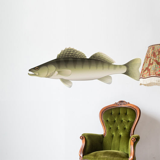 Zander (Sander lucioperca) Freshwater Fish Wall Decal
