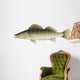 Zander (Sander lucioperca) Freshwater Fish Wall Decal