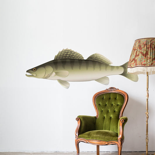 Zander (Sander lucioperca) Freshwater Fish Wall Decal
