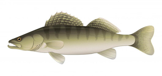 Zander (Sander lucioperca) Freshwater Fish Wall Decal