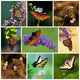 Colorful Butterfly Collage Wall Mural