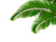 Palm leaves on white background. Vector. Wall Decal