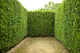 Geometric Pattern Green Hedge