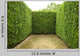 Geometric Pattern Green Hedge