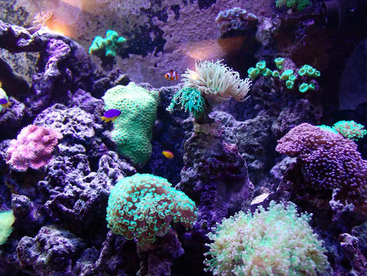 Coral Wall Mural