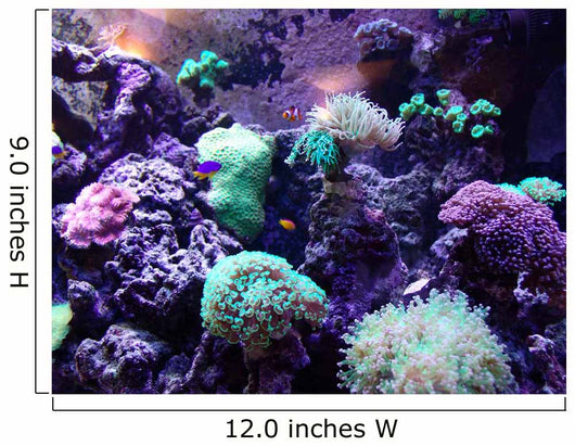 Coral Wall Mural