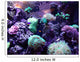 Coral Wall Mural
