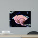 Coral Wall Mural