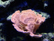 Coral Wall Mural