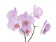 Pink Orchid Flowers Wall Decal