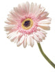 Pink Marigold Flower Wall Decal