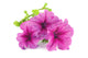 Bouquet Purple Petunias White Wall Decal
