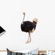 Portrait of a Ostrich Wall Decal
