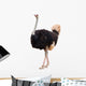 Portrait of a Ostrich Wall Decal