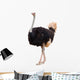 Portrait of a Ostrich Wall Decal