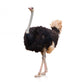 Portrait of a Ostrich Wall Decal