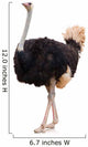Portrait of a Ostrich Wall Decal