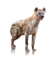 Portrait Of A Hyena Wall Decal