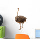 Portrait Ostrich