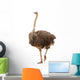 Portrait Ostrich