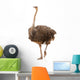 Portrait Ostrich